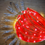 M55 Photo Clips LED String Light